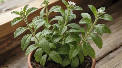 Stevia
