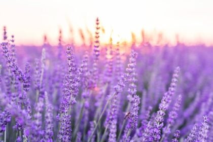 Lavendelblüten