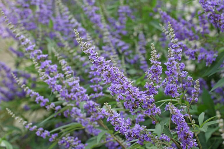 Mönchspfeffer Vitex agnus-castus