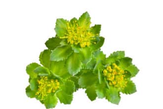 Rosenwurz (Rhodiolan)