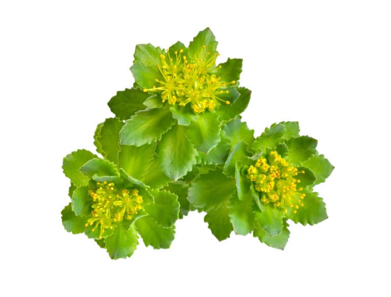 Rosenwurz (Rhodiolan)
