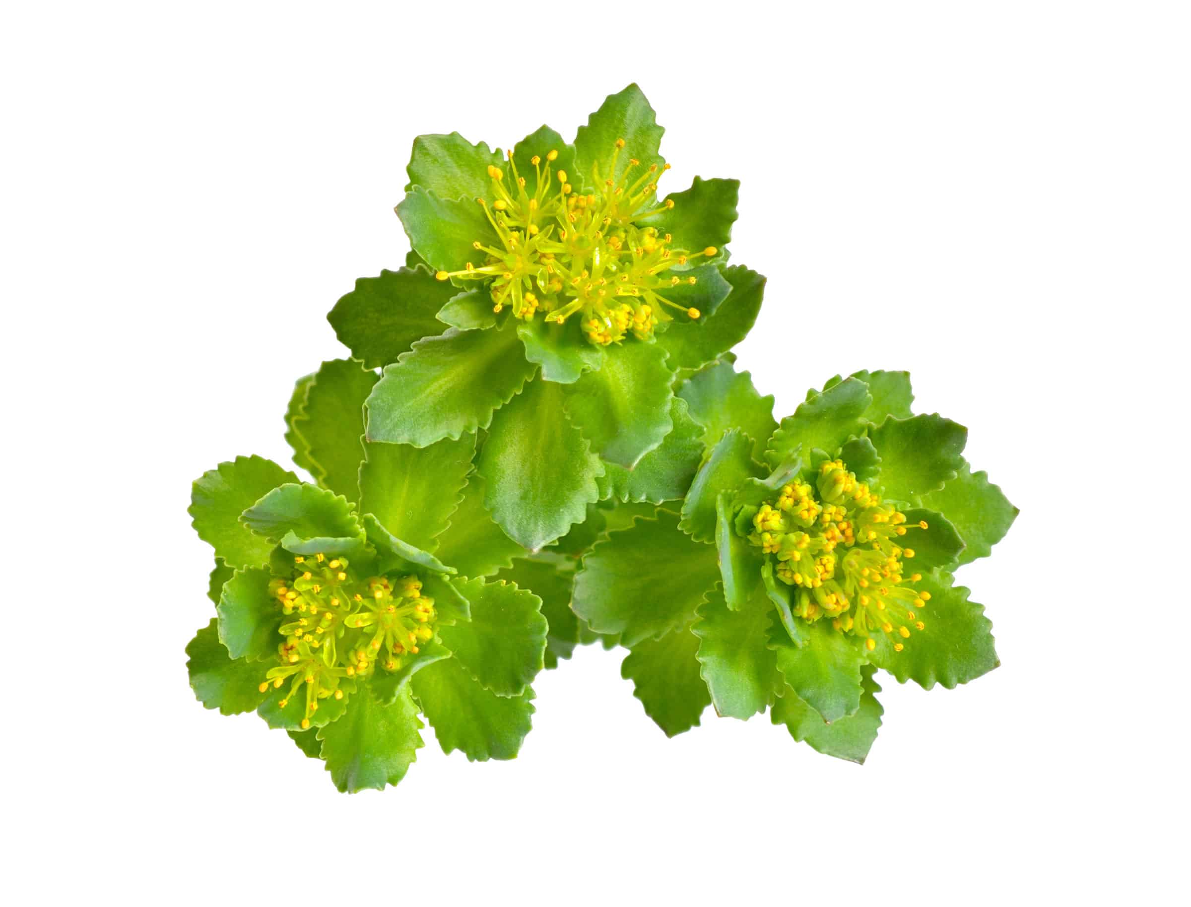 Rosenwurz (Rhodiolan)