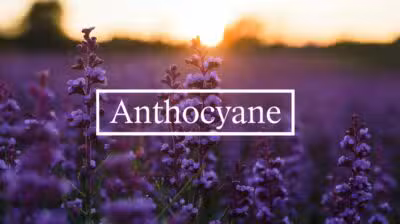 Anthocyane